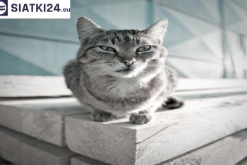 Siatki Lębork - Siatka na balkony dla kota i zabezpieczenie dzieci dla terenów Lęborka