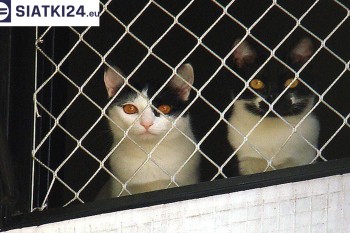 Siatki Lębork - Dobra siatka balkonowa - na ptaki i dla kota dla terenów Lęborka