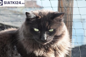 Siatki Lębork - Zabezpieczenie balkonu siatką - Kocia siatka - bezpieczny kot dla terenów Lęborka